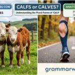 Calfs or Calves