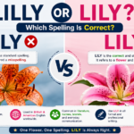 Lily or Lilly